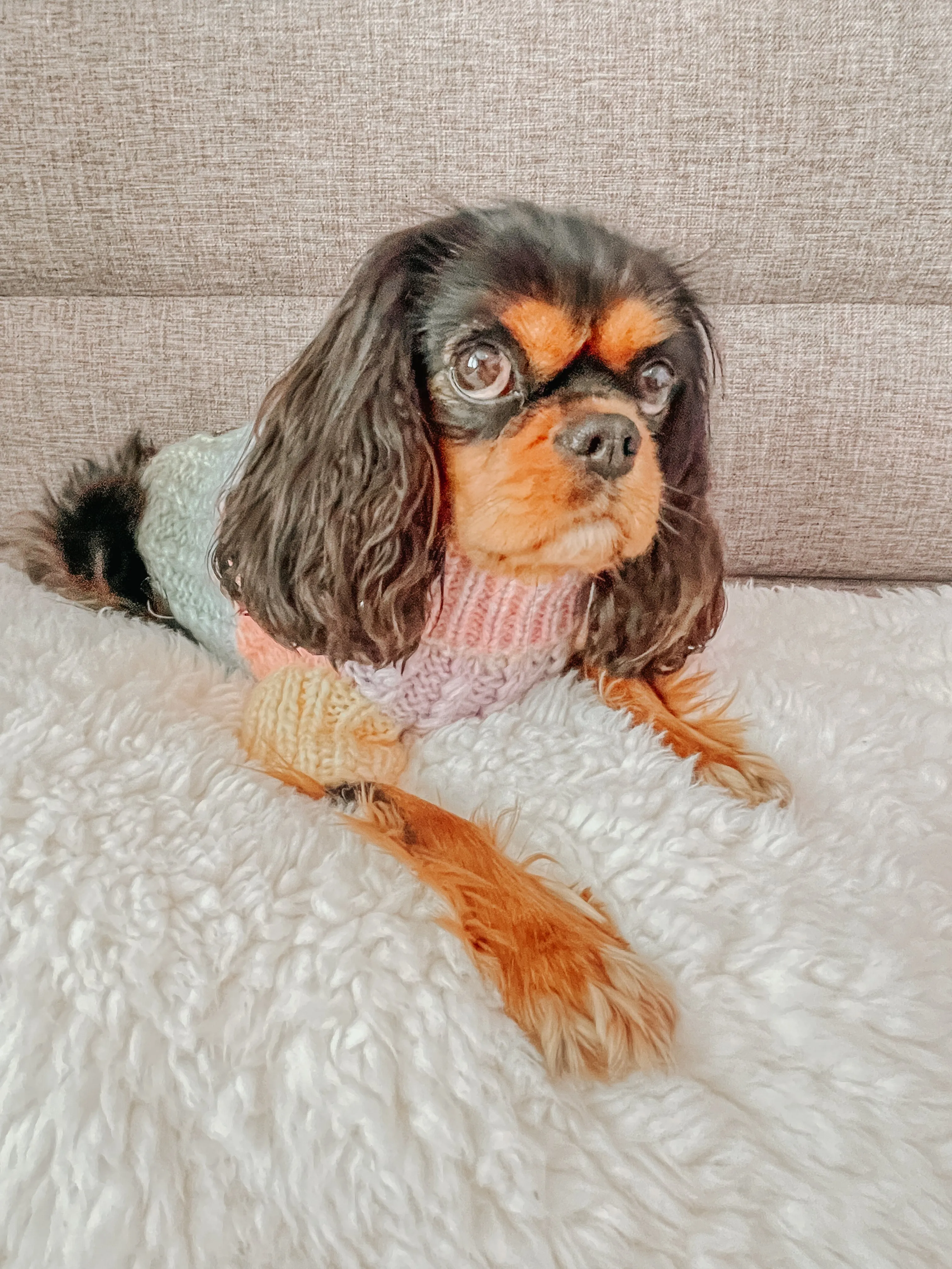 Dog Cable Knit Sweater - Pastel